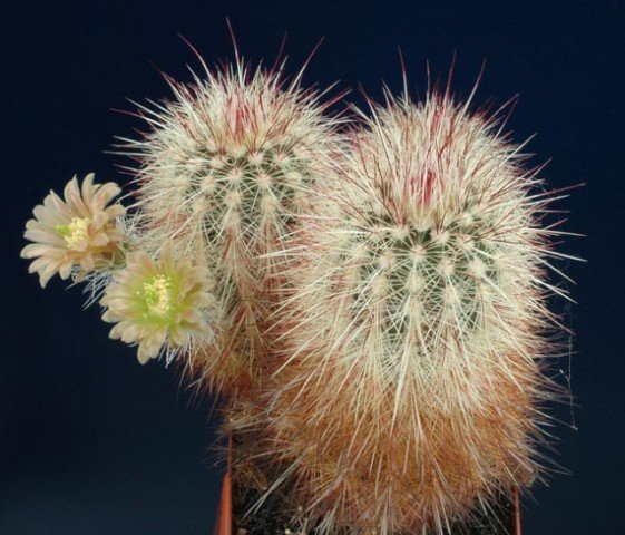 Echinocereus_russanthus